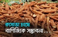 কাসাভা চাষে বাণিজ্যিক সম্ভাবনা | Bangla Business News | Business Report