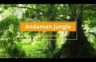 Andaman Jungle