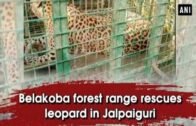 Belakoba forest range rescues leopard in Jalpaiguri – West Bengal #News