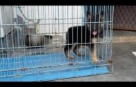 Double Coat German Shepherd Puppy in Guwahati, Assam               +918721972036