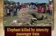 Elephant killed by intercity passenger train – West Bengal News