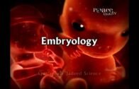 Embryology in Quran By Dr Zakir Nayak