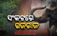 Female elephant dies after being hit by train in Odisha