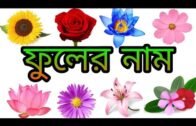 Flowers Name with Pictures in Bengali and English | ফুলের নাম বাংলা এবং ইংরেজিতে