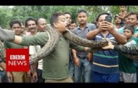 India python: Snake tries to strangle West Bengal selfie taker – BBC News