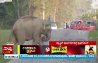 Joyful Elephant's Football Game Block The Road In Assam For About 30 Minutes | ಸುದ್ದಿ ಟಿವಿ