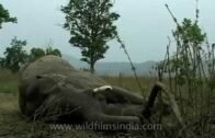 Killed for ivory – poached elephant in India