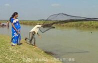 বংশীর জীবন | Lifestyle of River  Bangsi in Bangladesh