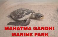 Mahatma Gandhi Marine National Park Andaman & Nicobar Islands || Wandoor || National Park || Andaman