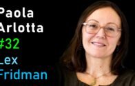 Paola Arlotta: Brain Development from Stem Cell to Organoid | Lex Fridman Podcast #32