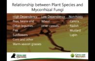 [Podcast] The Magical Underground World of Mycorrhiza