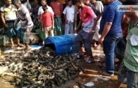 এ কেমন মাছ? || Prothom Alo News