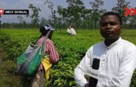 Tea-pluckers from Alipurduar, West Bengal, demands increase in minimum wage / वेतन बढ़ाने की मांग