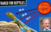 The Power of Infrared for Reptiles | Roman Muryn, C Eng. – The Animals at Home Podcast