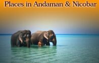 Tourist Places in Andaman and Nicobar Islands – Top 15 Beautiful Places ti visit in Andaman Island