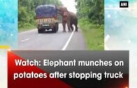 Watch: Elephant munches on potatoes after stopping truck – West Bengal News