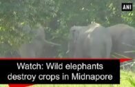 Watch: Wild elephants destroy crops in Midnapore – West Bengal News