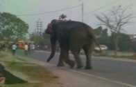 Wild elephant crushes 100 houses in Siliguri, West Bengal