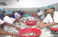 করোনায় ক্ষতির মুখে চিংড়ি চাষিরা | Bangladesh Shrimp Exports | Coronavirus | Covid 19