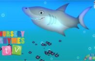 ANIMALS IN THE OCEAN | New Nursery Rhymes | English Songs For Kids | Nursery Rhymes TV