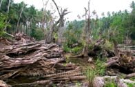 Antique tree and swamplands: Andaman & Nicobar islands