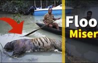 Assam flood: Misery on Animals | Assam Flood Case