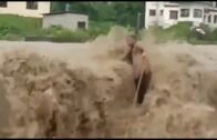 🇮🇳 #Assamflood  Server Major & Deadly Floods Hit Assam State, India