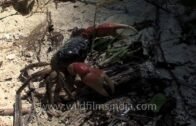 Crab on the beach of Andaman and Nicobar Islands