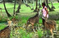 Deer Park  Ross Island  Andaman and Nicobar Islands  Port Blair