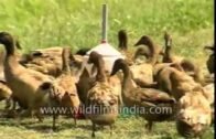 Duck and fish farming in Assam : rural economy agricultural mainstays