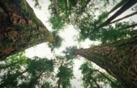 How trees talk to each other | Suzanne Simard