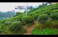 Kanchan View Tea Garden Darjeeling  West Bengal