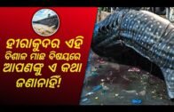 Odisha News: A large fish found in Hirakud dam | Longest dam in world