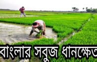 Paddy Fields in India I West Bengal Village I Burdwan Village I Indian Village scenes