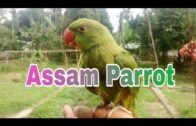 Talking Parrot in assam // Bolne wala tota in assam