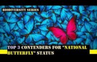 Top 3 contenders for 'National Butterfly' Status | Biodiversity of India |