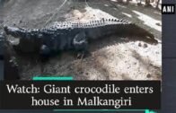 Watch: Giant crocodile enters house in Malkangiri – Odisha News
