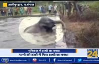 west bengal : Alipurduar में मुश्किल में हाथी का बच्चा || News 24