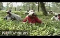 Hard winter ahead for thousands at West Bengal's tea gardens