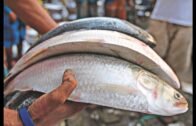 'Hilsa' fish now a certified patented product of Bangladesh